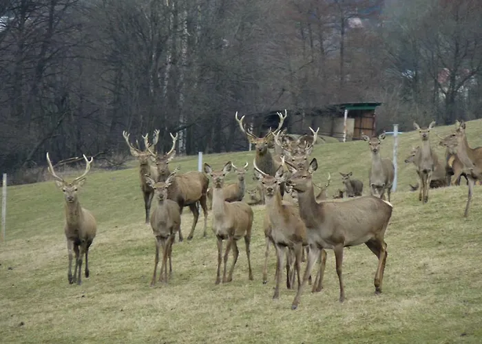 Na Vyhlidce Vakantiehuis Jeseník